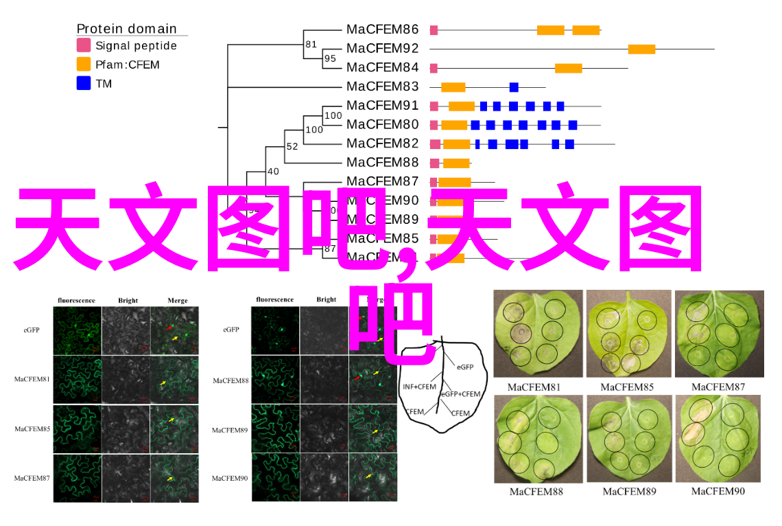 数字生活新篇章中兴应用商店的无限可能