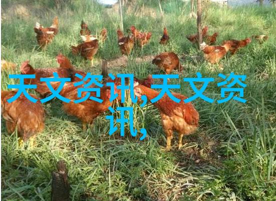 微波炉安全使用指南锡箔纸是否适合放入无害食品保鲜材料的误区