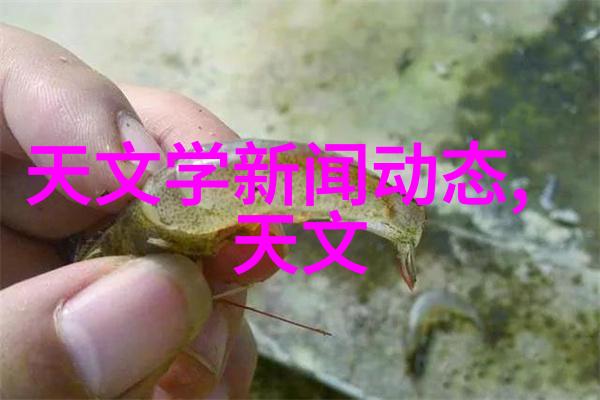 薰衣草的花语是什么 - 紫罗兰之恋解读薰衣草深邃的花语