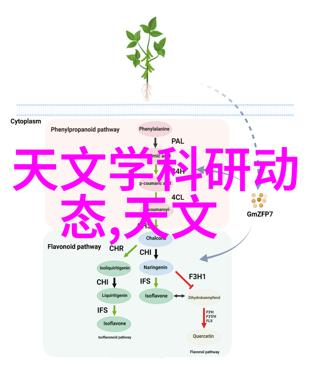 华语影视新星张若昀的电影之旅