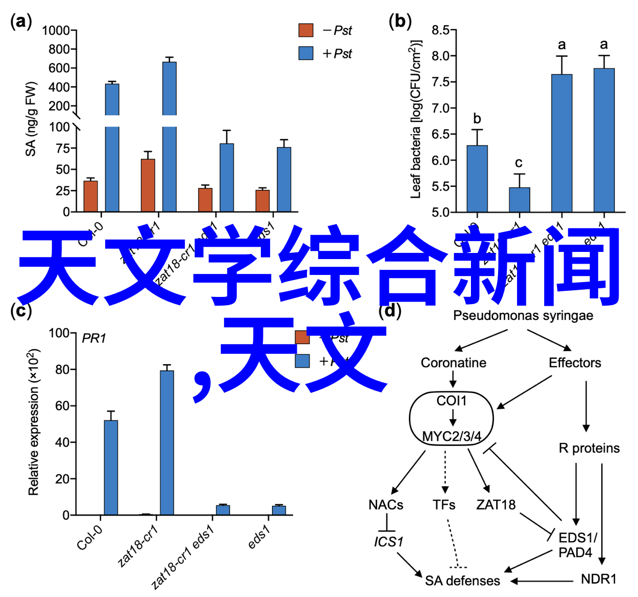 蓝玫瑰花语寓意深远的无言表达