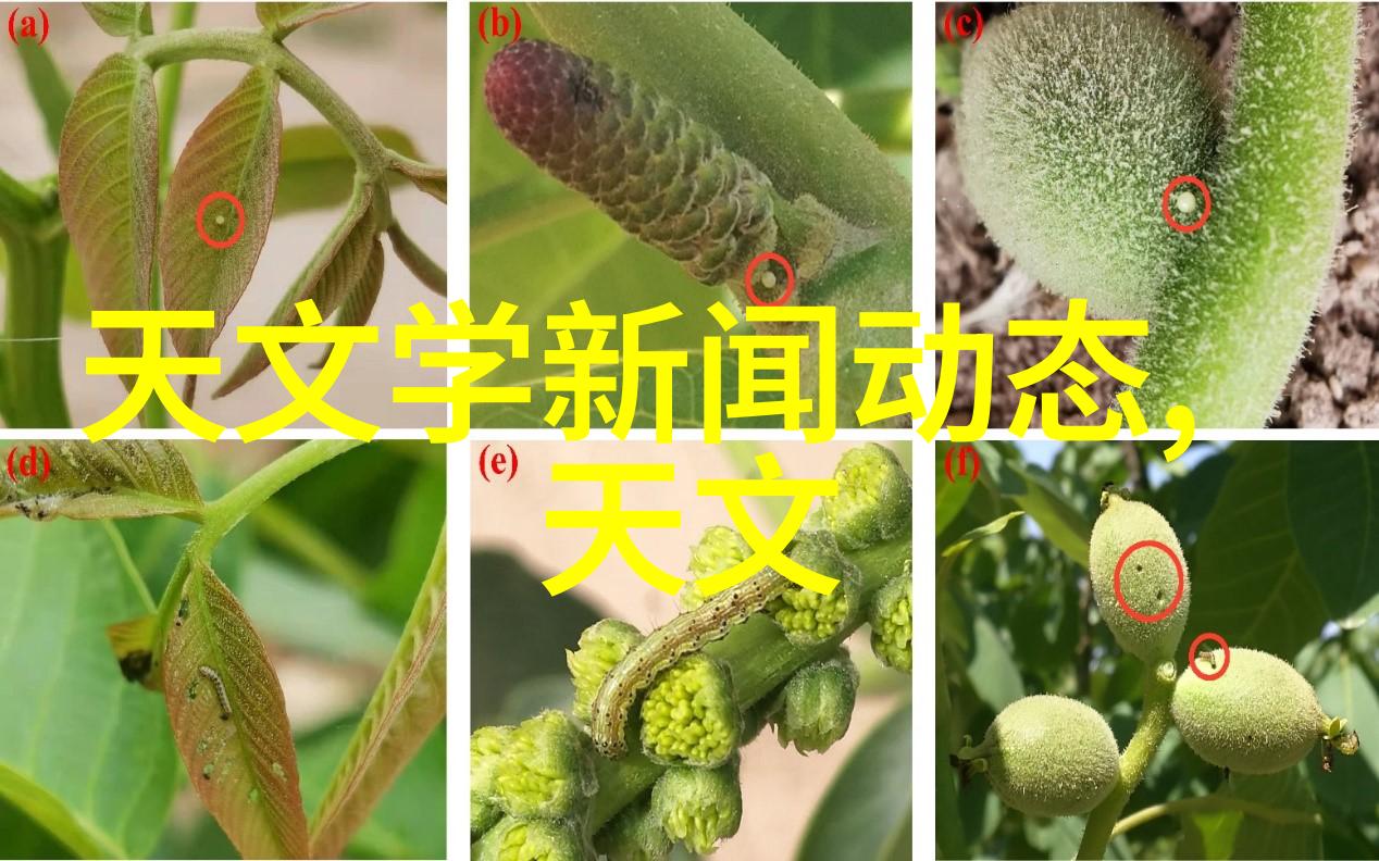 芯片大擂台揭秘2022年中国最强芯片王者