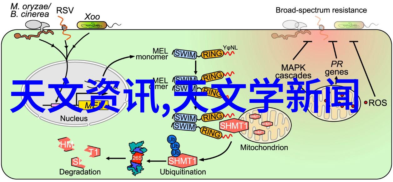 从画面到心灵心理学分析者对参与者的心理反应如何解读这次盛会的成功